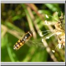 Platycheirus clypeatus - Schwebfliege w03.jpg